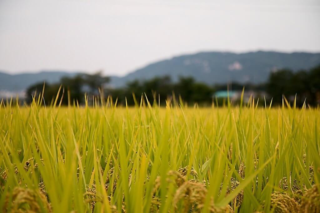 rice-paddies-1371310_1280